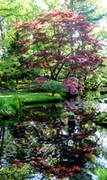 Clingendael - Japanse tuin